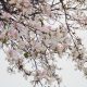 Tháng 4 – Tháng Của Những Mùa Hoa Đẹp Đến Nao Lòng